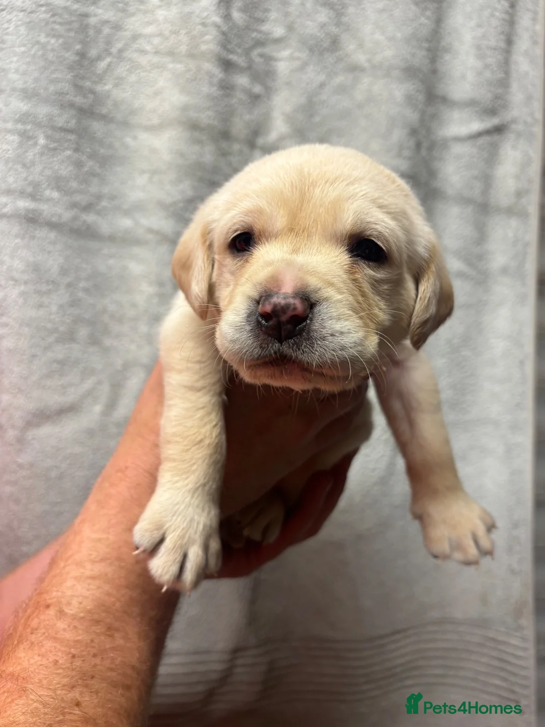 Labrador Retriever dogs for sale: KC Registered Labrador puppies - Advert 2