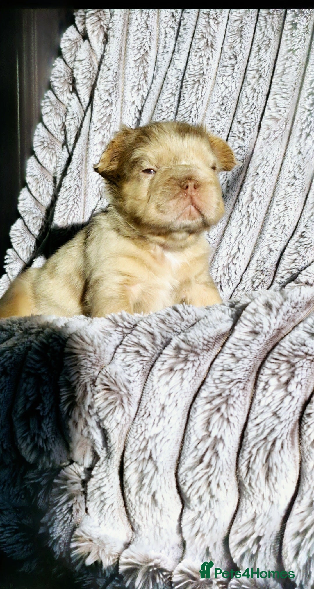 French Bulldog dogs for sale: Stunning puppies from £1500 - Advert 1