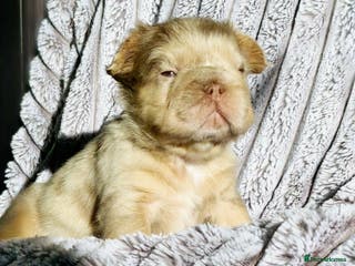 French Bulldog dogs Stunning puppies from £1500 - Advert 3