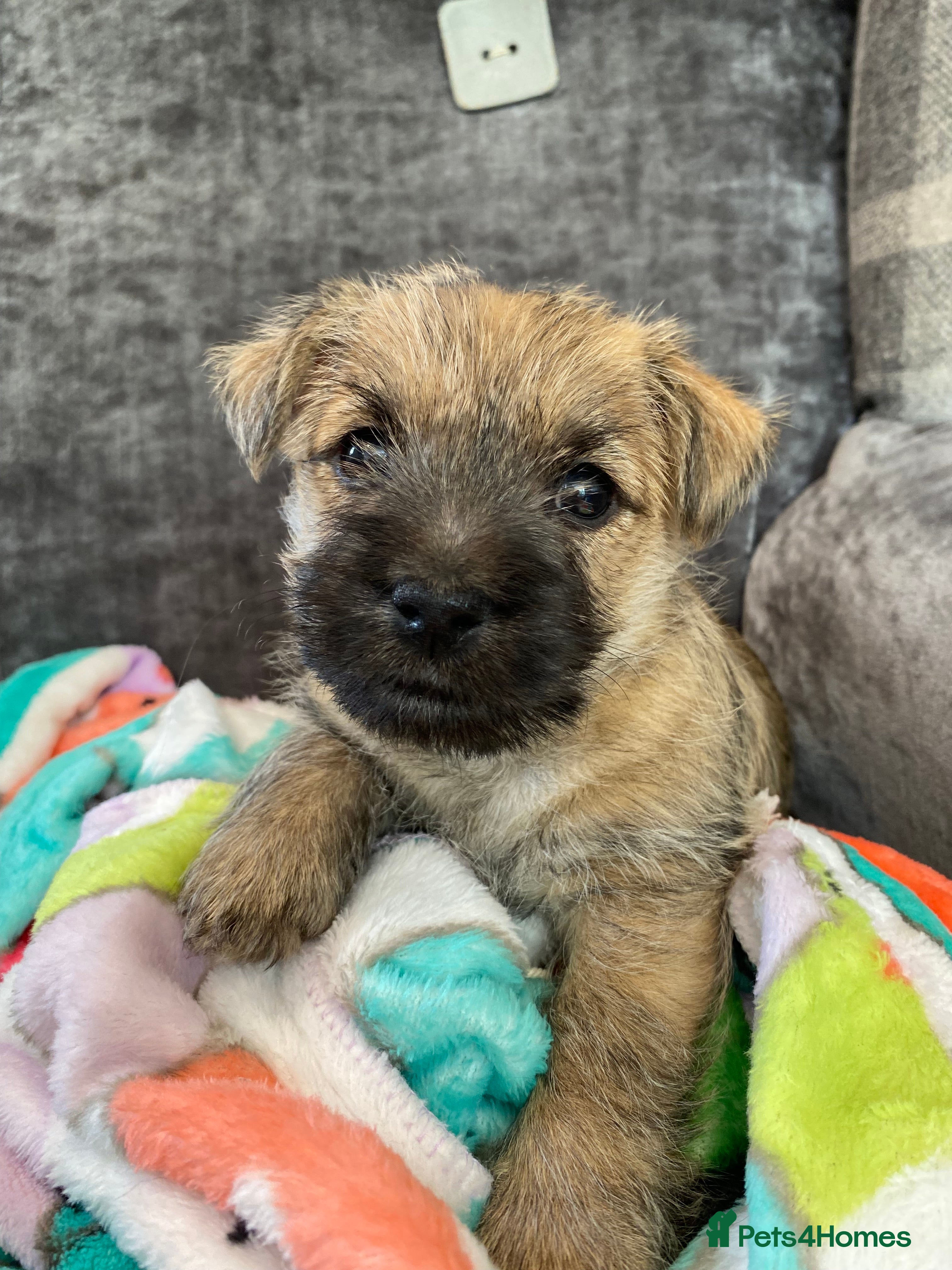 Cairn Terrier dogs Cairn Terrier Puppies - Advert 2