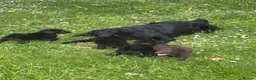 Flat coated Retriever dogs for sale: Gorgeous liver and black Flatcoat Retrievers - Advert 23