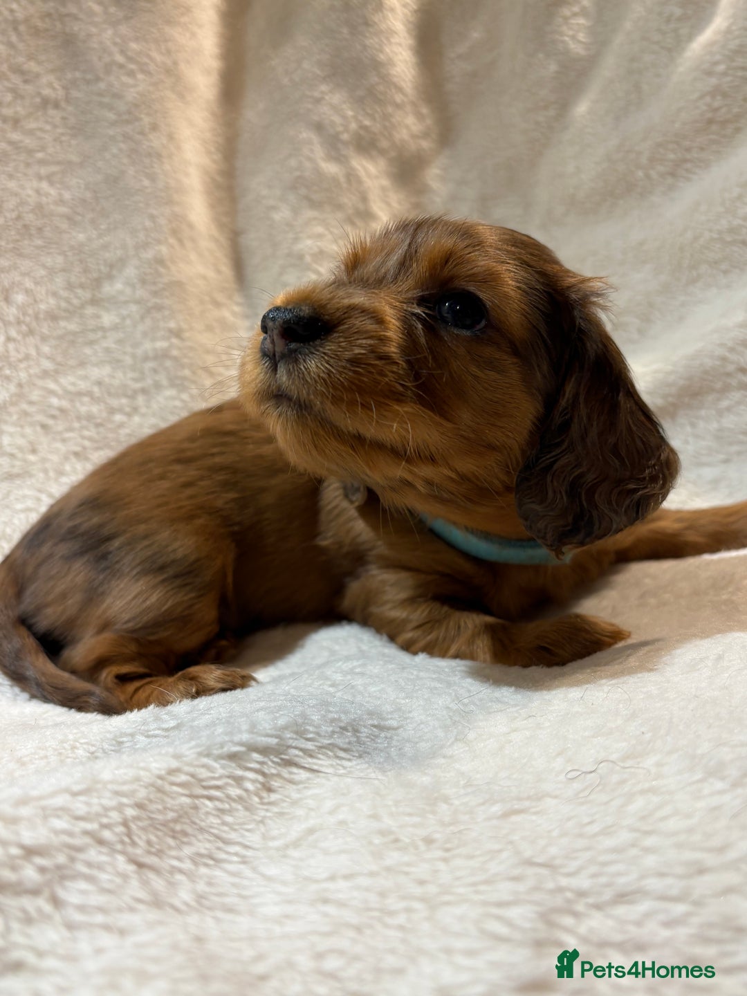 Miniature Dachshund dogs for sale: Beautiful Pedigree KC Reg Mini Longhair Dachshunds - Advert 5