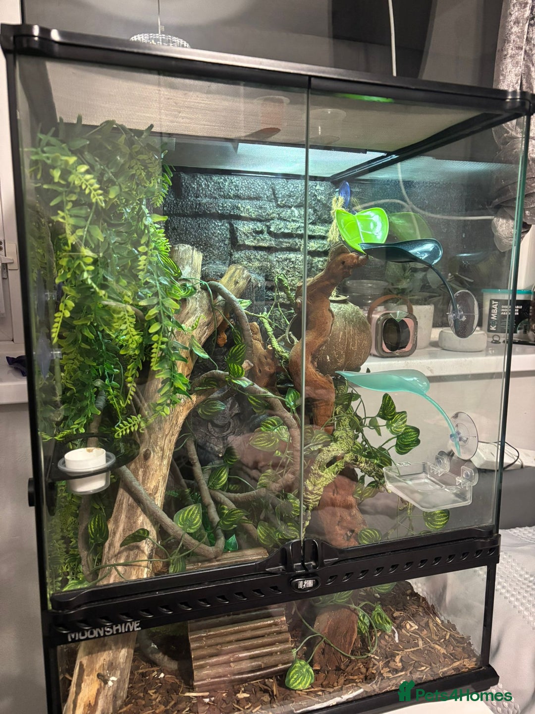 Gecko reptiles for sale: Male crested gecko  - Advert 2