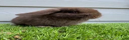 Mini Lop rabbits for sale: Minilop Male Chocolate Bunny From HoppyMiniLops  - Advert 1