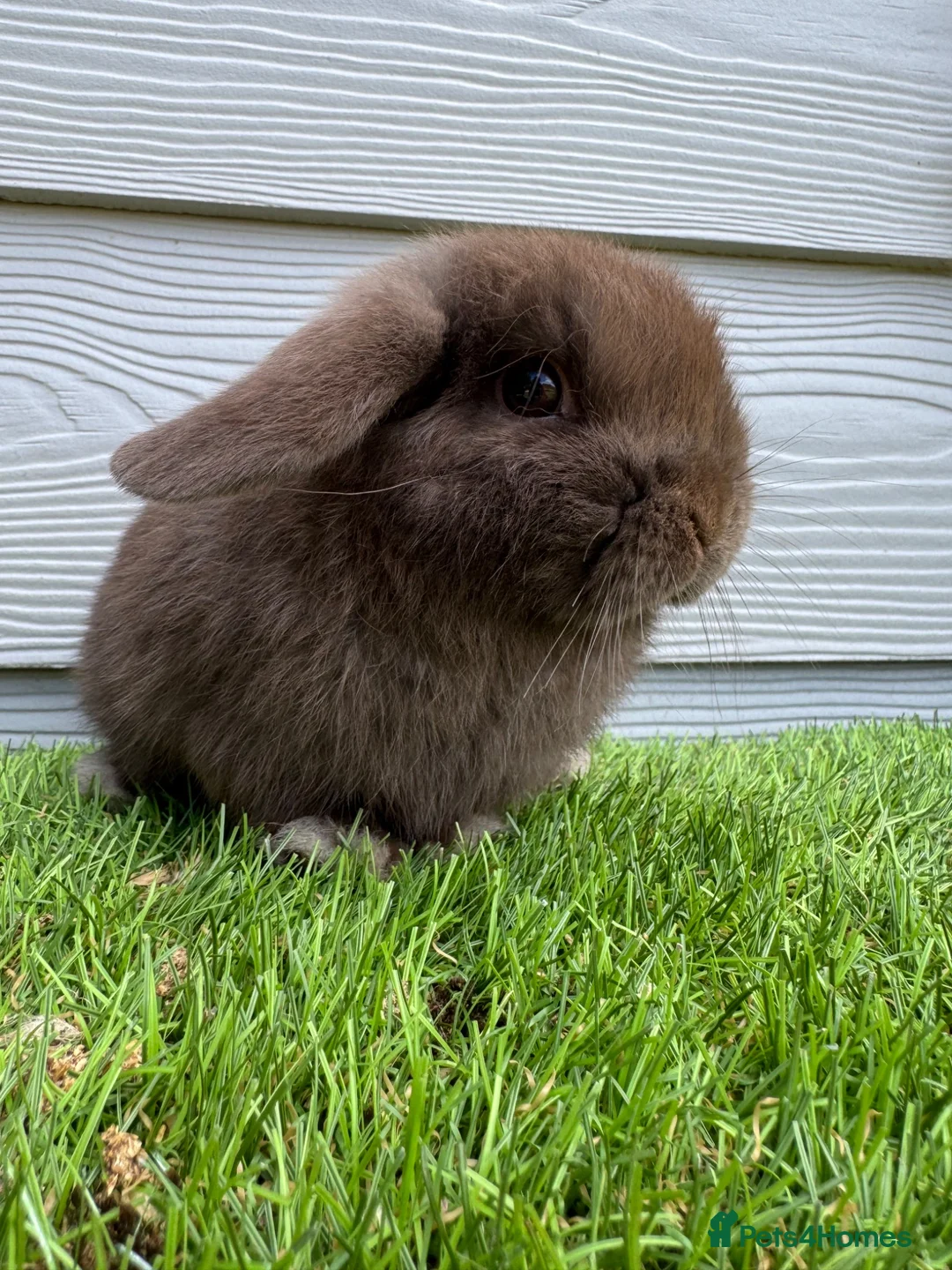 Mini Lop rabbits for sale: Minilop Male Chocolate Bunny From HoppyMiniLops  - Advert 1