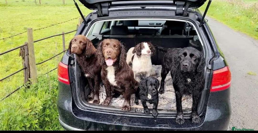 Sprocker dogs for stud: Fully health tested sprocker Digby in Wrexham - Advert 10