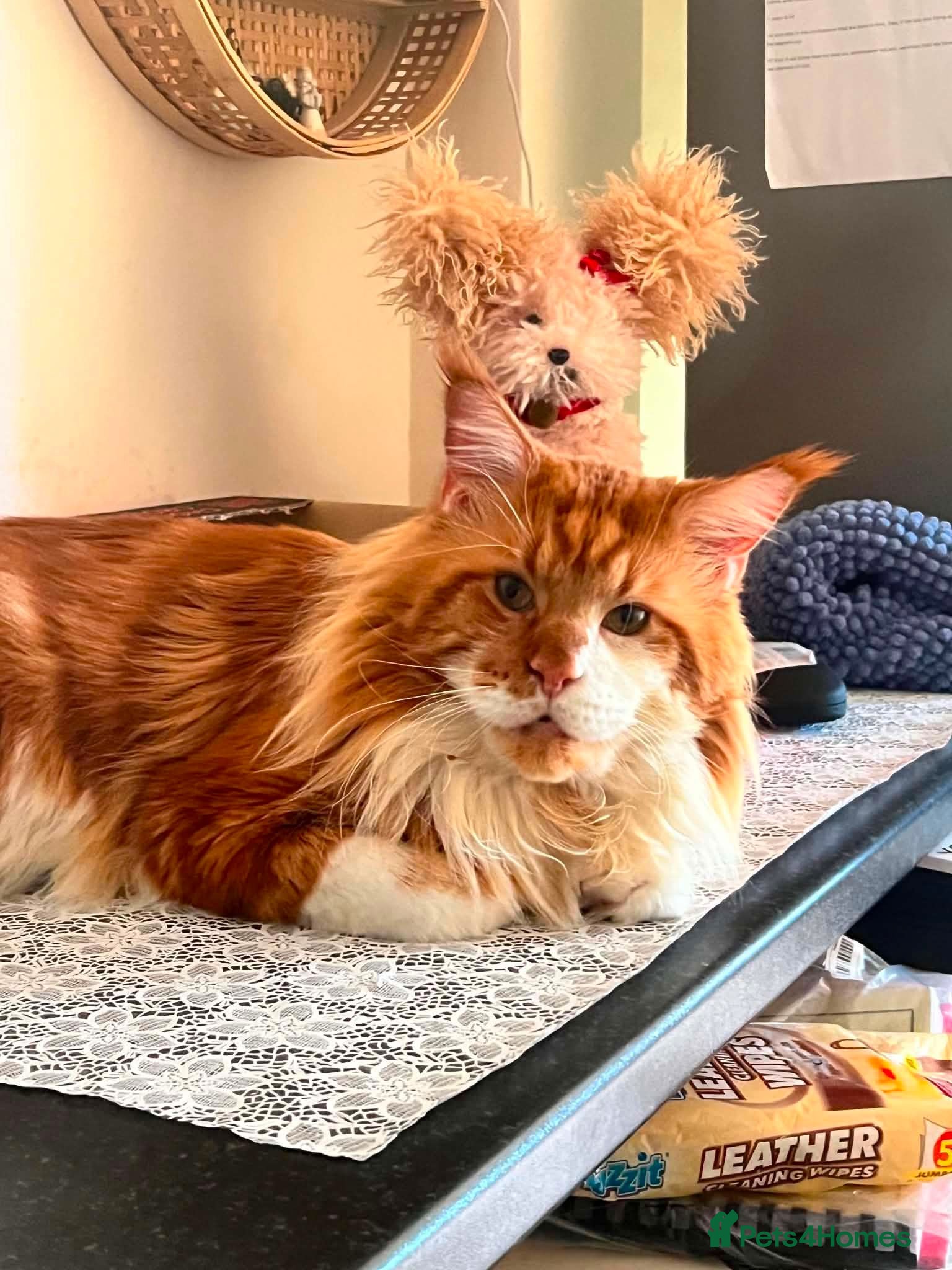 Maine Coon cats MaineCoon Male 6 years Old  - Advert 2