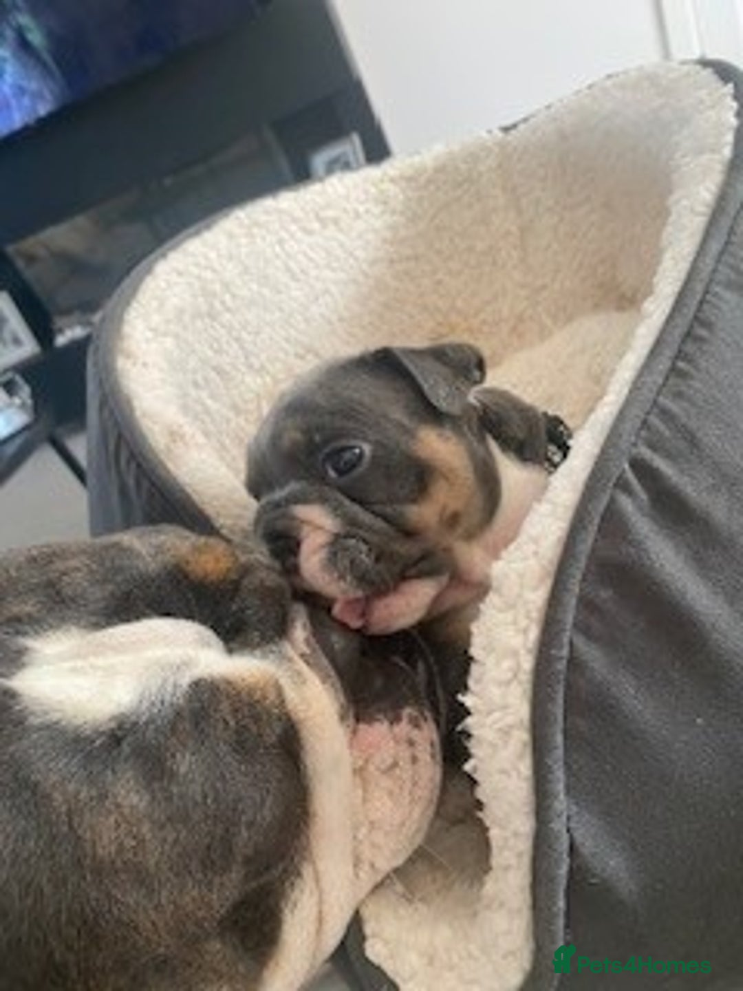 English Bulldog dogs for sale: *REDUCED* English Bulldog Puppies - Image 7