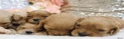 Cavapoo dogs for sale: *Health tested* F1 Cavapoos in Wisbech - Advert 10