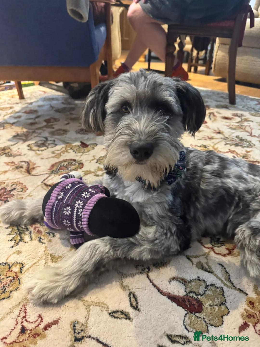 Bordoodle dogs for sale: 🌙☀️Waiting List Open🌙☀️ - Advert 39