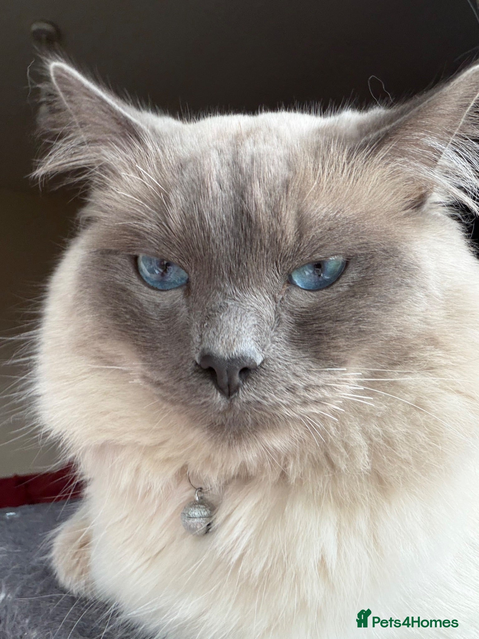 Ragdoll cats ⭕️Loki⭕️⭕️ - Advert 3