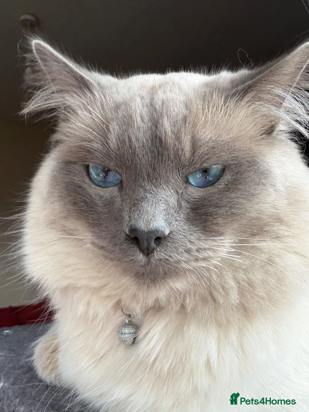 Ragdoll cats for sale: ⭕️Loki⭕️⭕️ - Advert 1