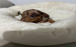 Miniature Dachshund dogs for sale: Multi coloured litter - Image 4