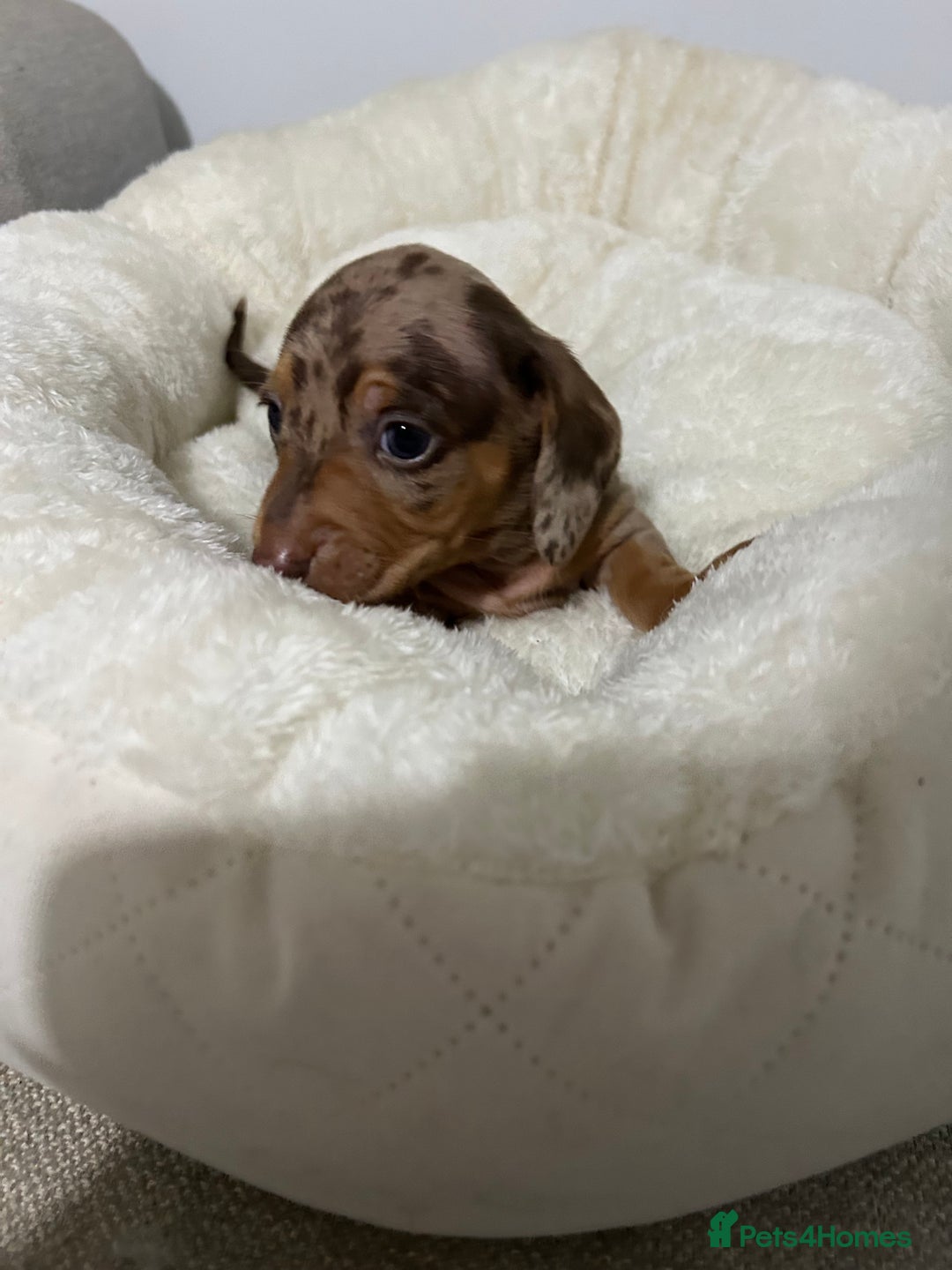 Miniature Dachshund dogs for sale: Multi coloured litter - Image 4