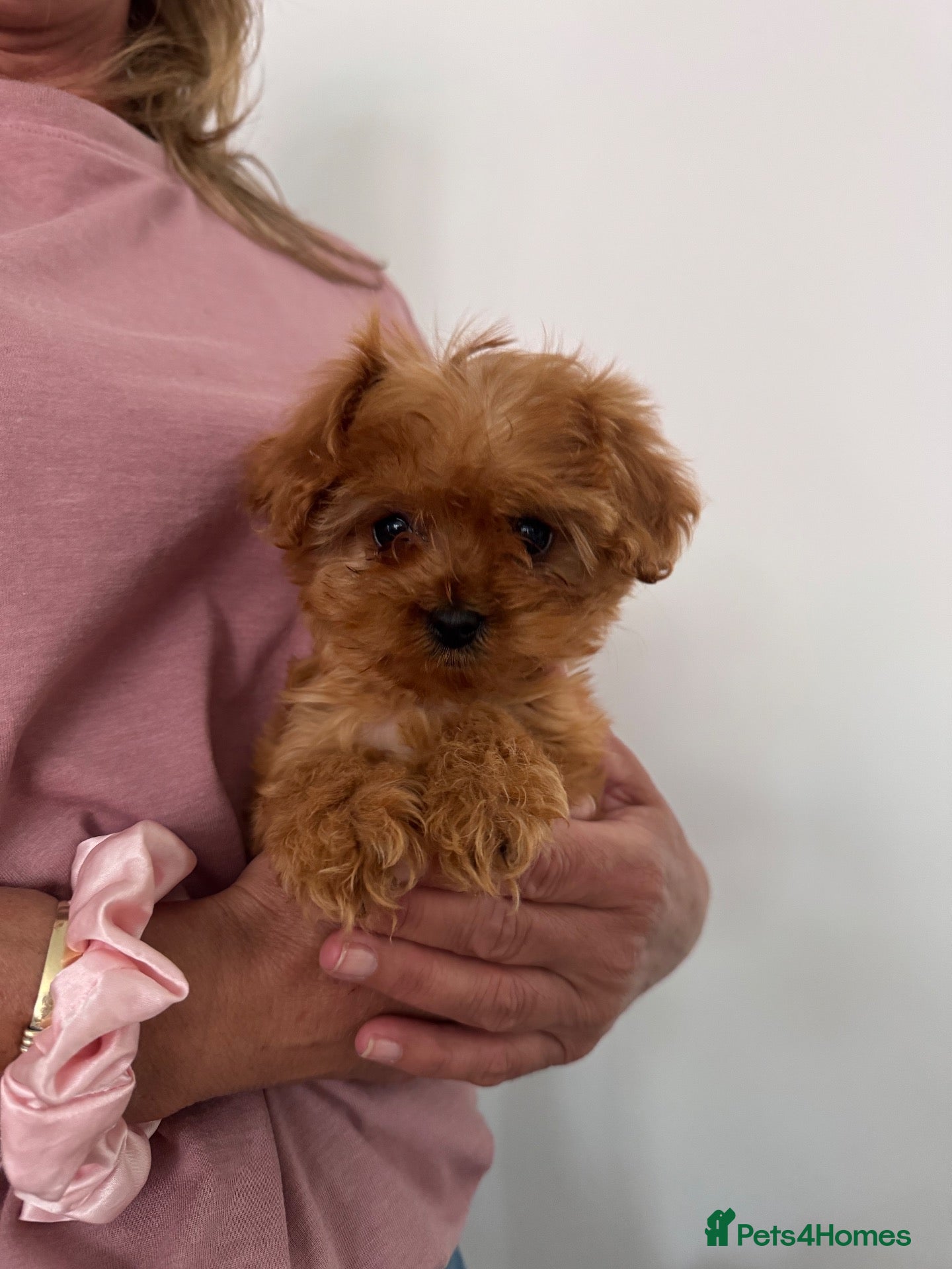 Cavapoo dogs for sale: Beautiful Cavapoos  - Advert 2