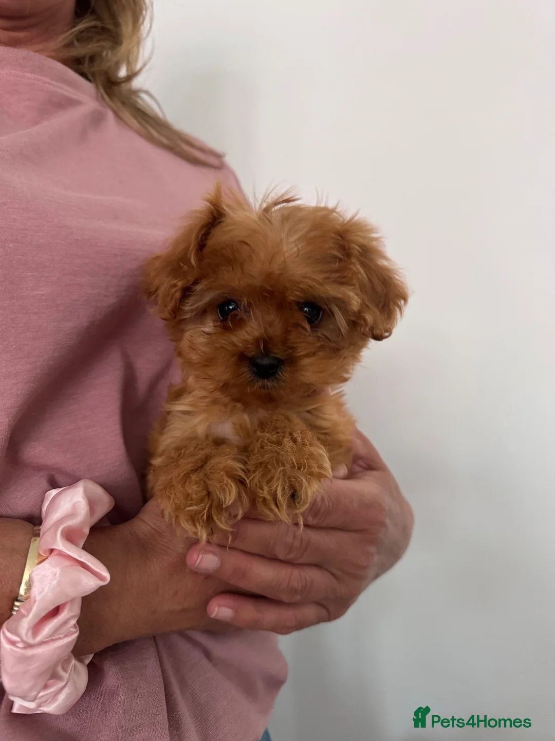 Cavapoo dogs for sale: Beautiful Cavapoos  - Advert 2