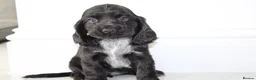 Cocker Spaniel dogs for sale: Beautiful KC Registered Show-Type Puppies - Advert 19