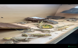 Bearded Dragon reptiles for sale: Baby Hypo Bearded Dragons - Image 9