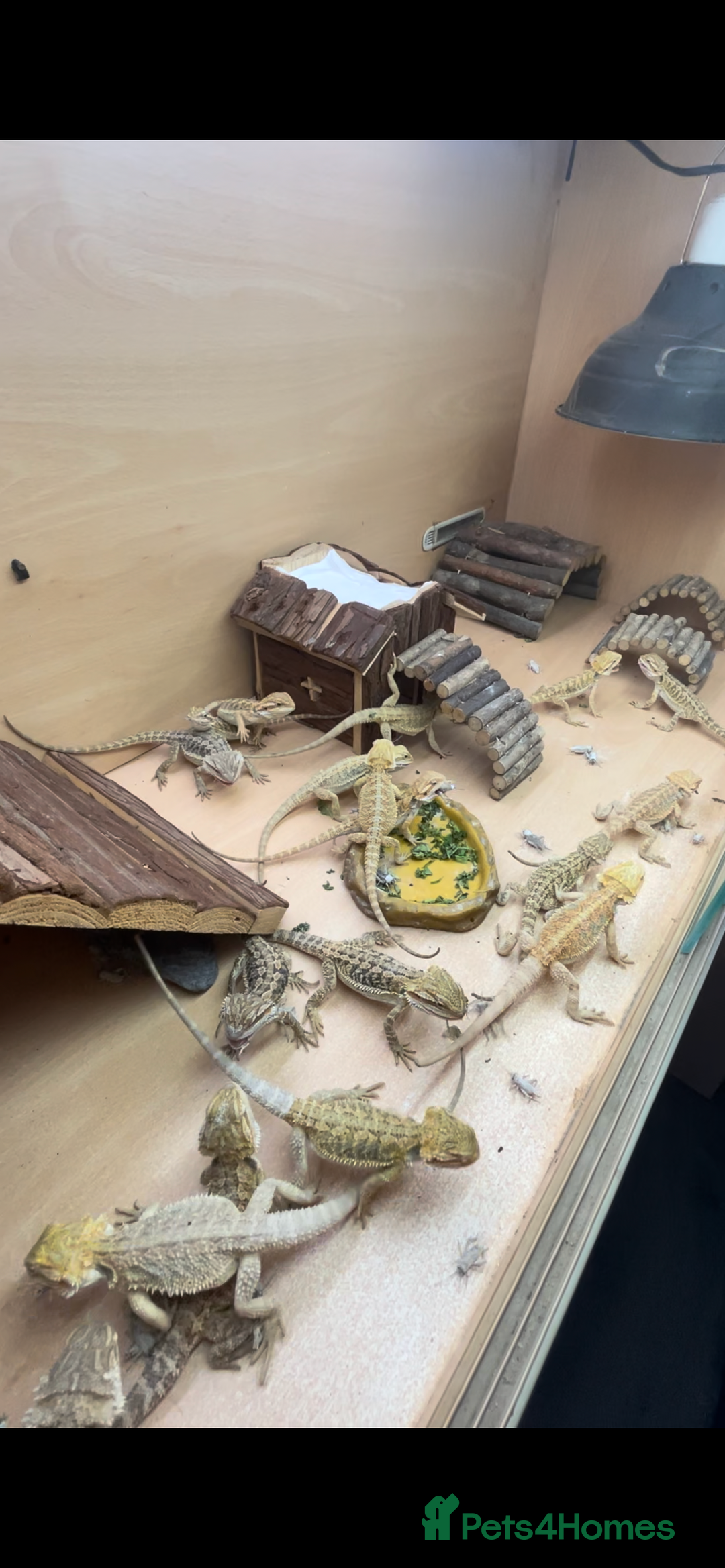 Bearded Dragon reptiles for sale: Baby Hypo Bearded Dragons - Image 9