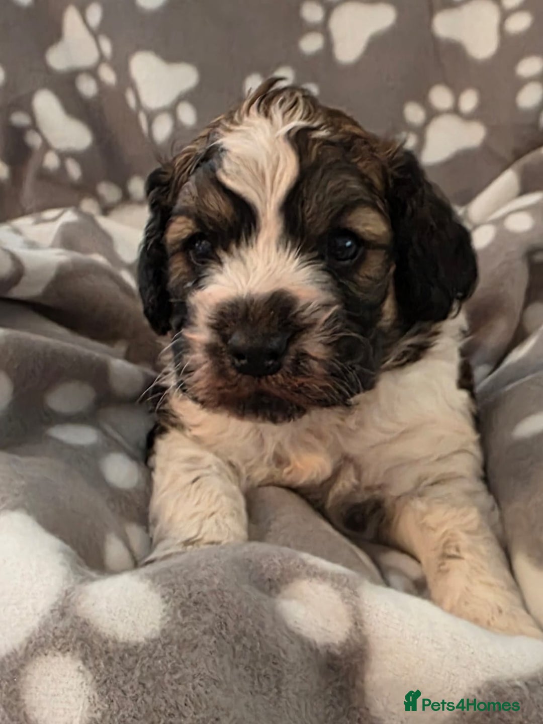 Cockapoo dogs for sale: F1 COCKAPOO BOY - Advert 6