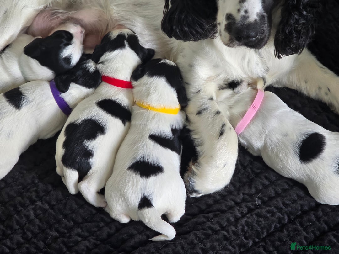 Mixed Breed dogs for sale: Spaniel/collie pup for sale - Image 5