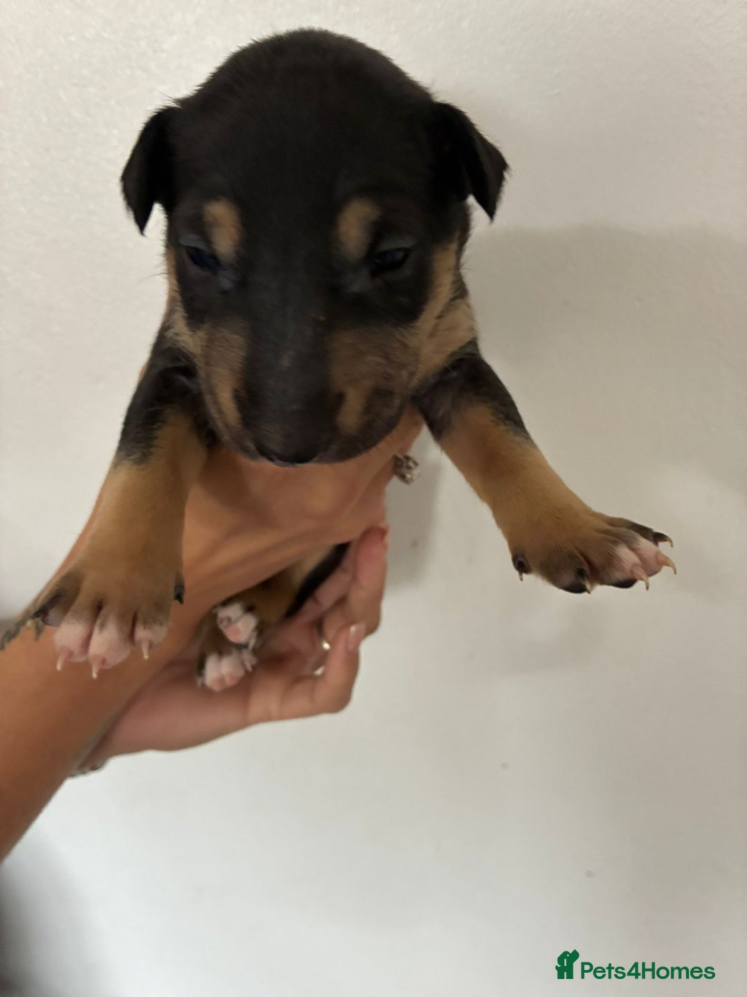 English Bull Terrier dogs for sale: English Bull Terrier puppies🐾KC Registered  - Image 4