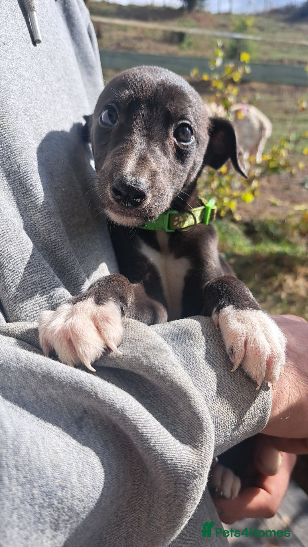 Greyhound dogs for sale: 💙READY TO GO💙 1 pup left - Irish Greyhound  - Image 24