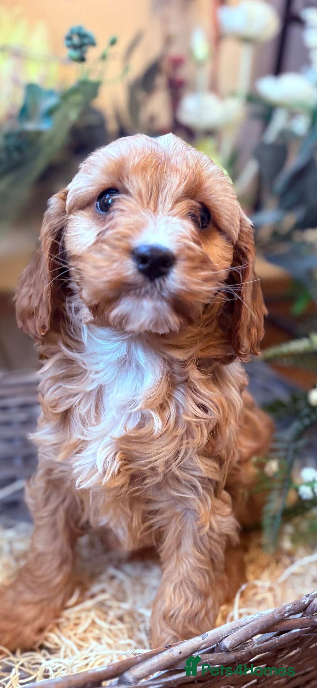 Cavapoo dogs for sale: Health tested toy cavapoo boys - Advert 22