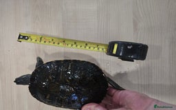 Turtle reptiles for sale: 3x Yellow slider turtles - Image 14