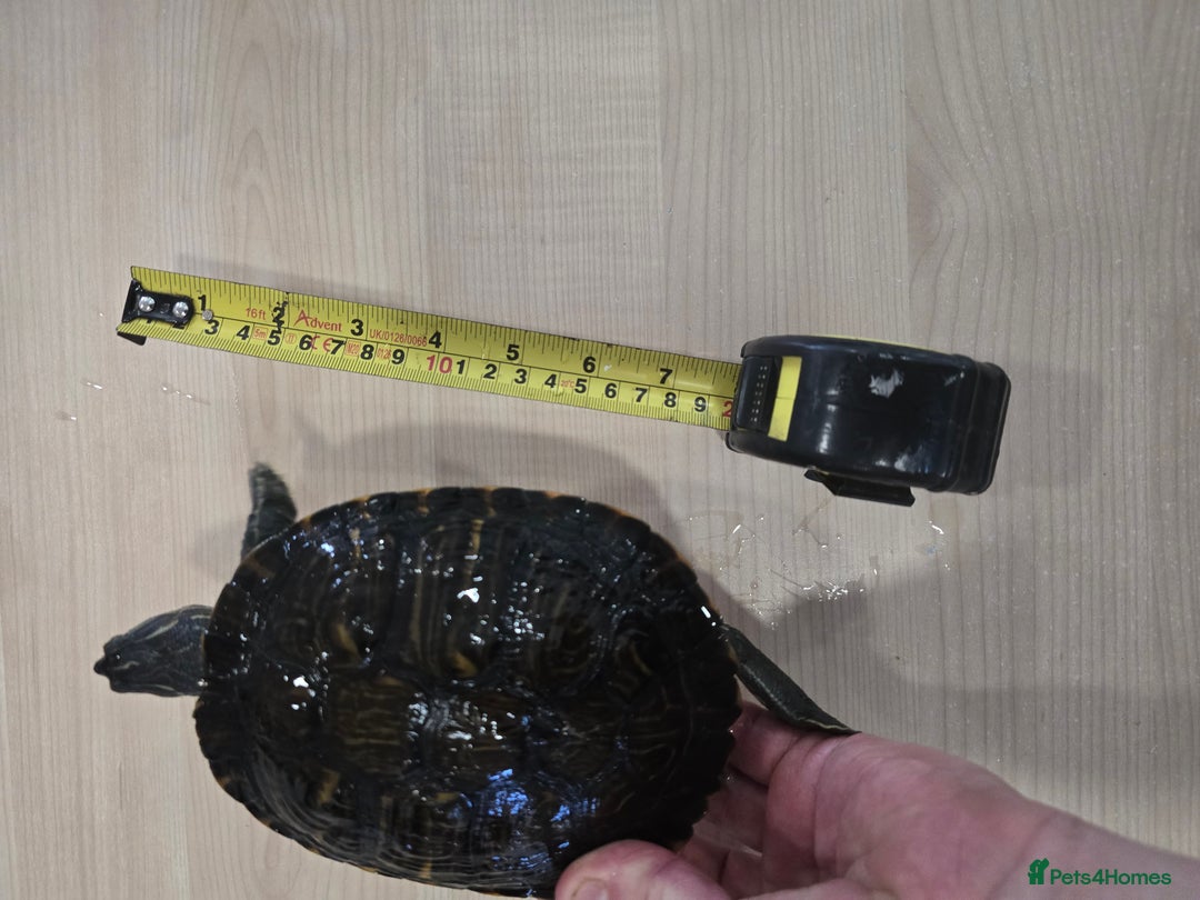 Turtle reptiles for sale: 3x Yellow slider turtles - Image 14