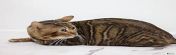 Bengal cats for stud: Sabor Russia Import Charcoal Carrier  - Advert 3