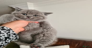 British Shorthair cats - Advert 3