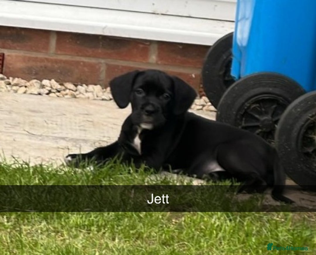 Mixed Breed dogs for sale: Cane corso cross  - Image 20