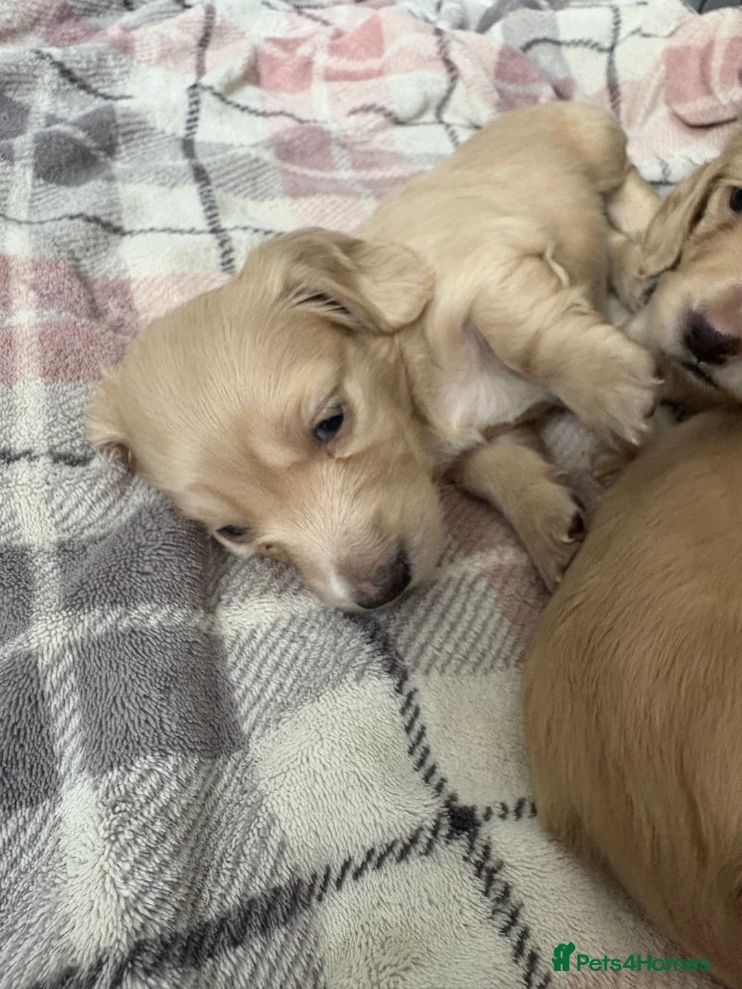 Miniature Dachshund dogs for sale: KC Registered Longhaired Miniature Dachshund Pups - Advert 13