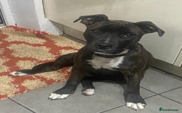 Mixed Breed dogs for sale: Staff x American Mastiff - Image 1