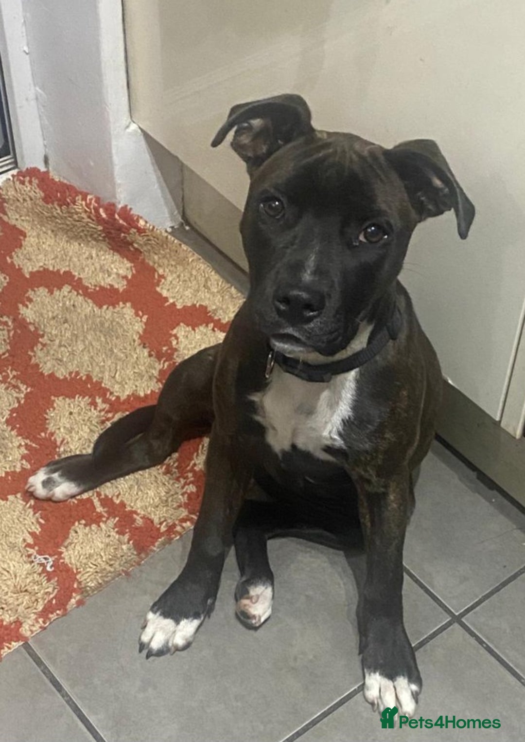 Mixed Breed dogs for sale: Staff x American Mastiff - Image 1