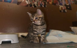Bengal cats for sale: Snow Lynx, Marble & Brown Rosette Bengals - Image 16