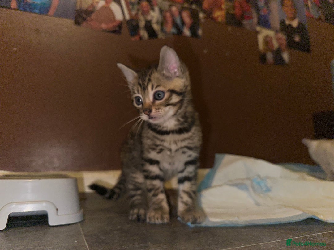 Bengal cats for sale: Snow Lynx, Marble & Brown Rosette Bengals - Image 16