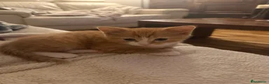 Mixed Breed Kitten 2