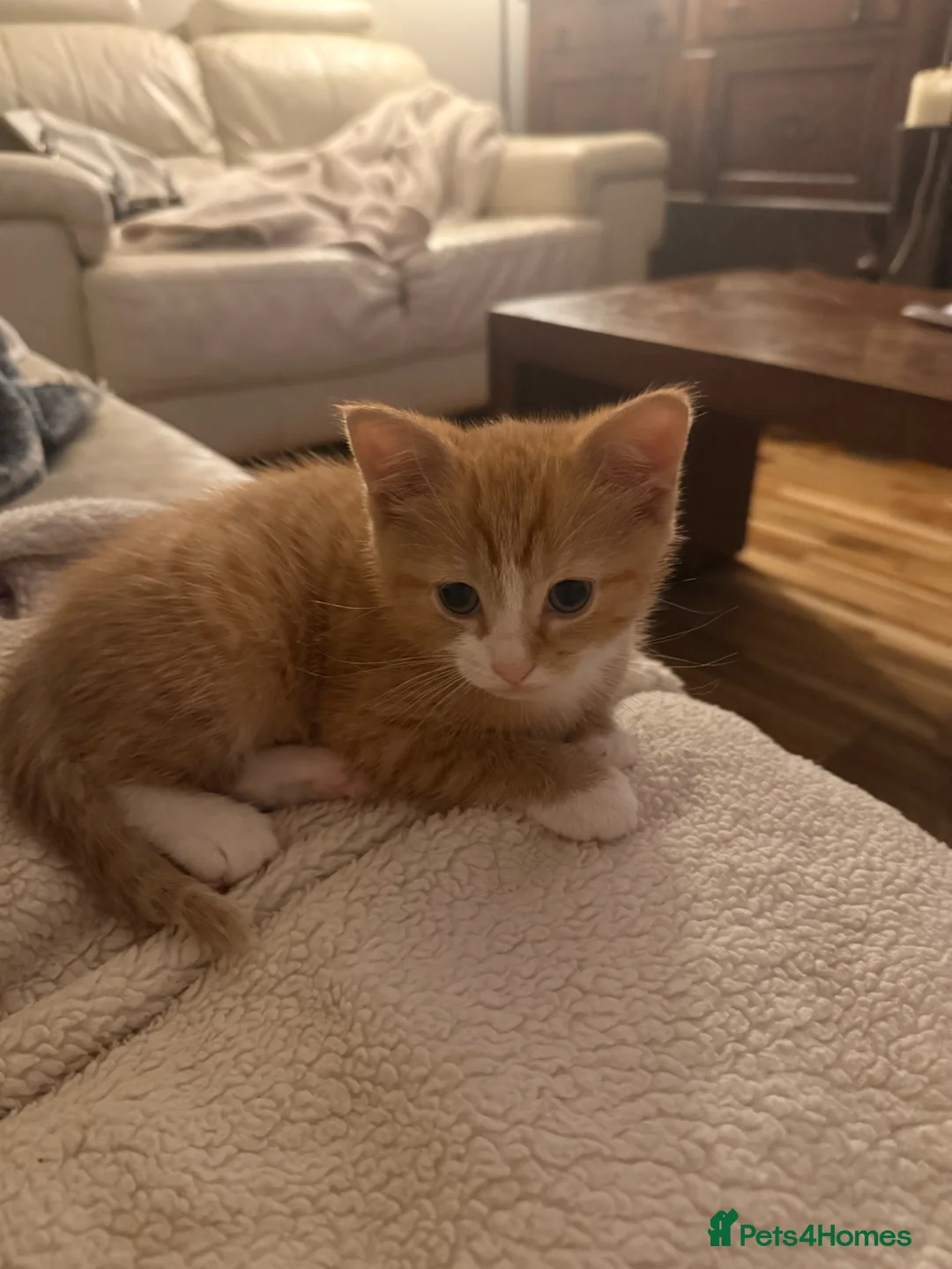 Mixed Breed cats for sale: Kitten - Advert 2