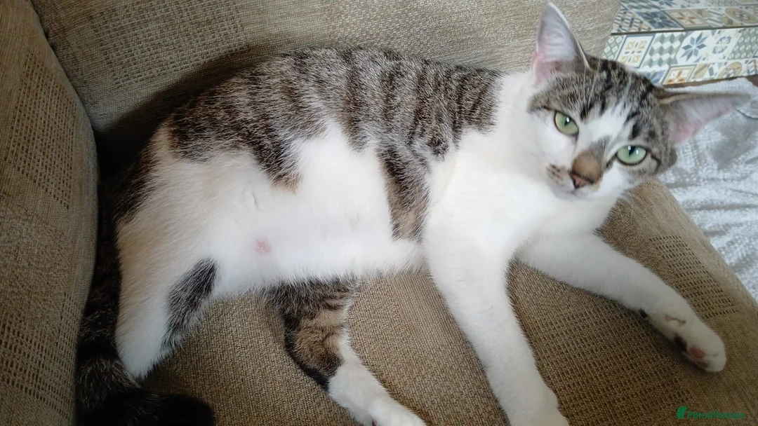 Mixed Breed cats for sale: Beautiful kittens looking for their forever home  - Advert 1