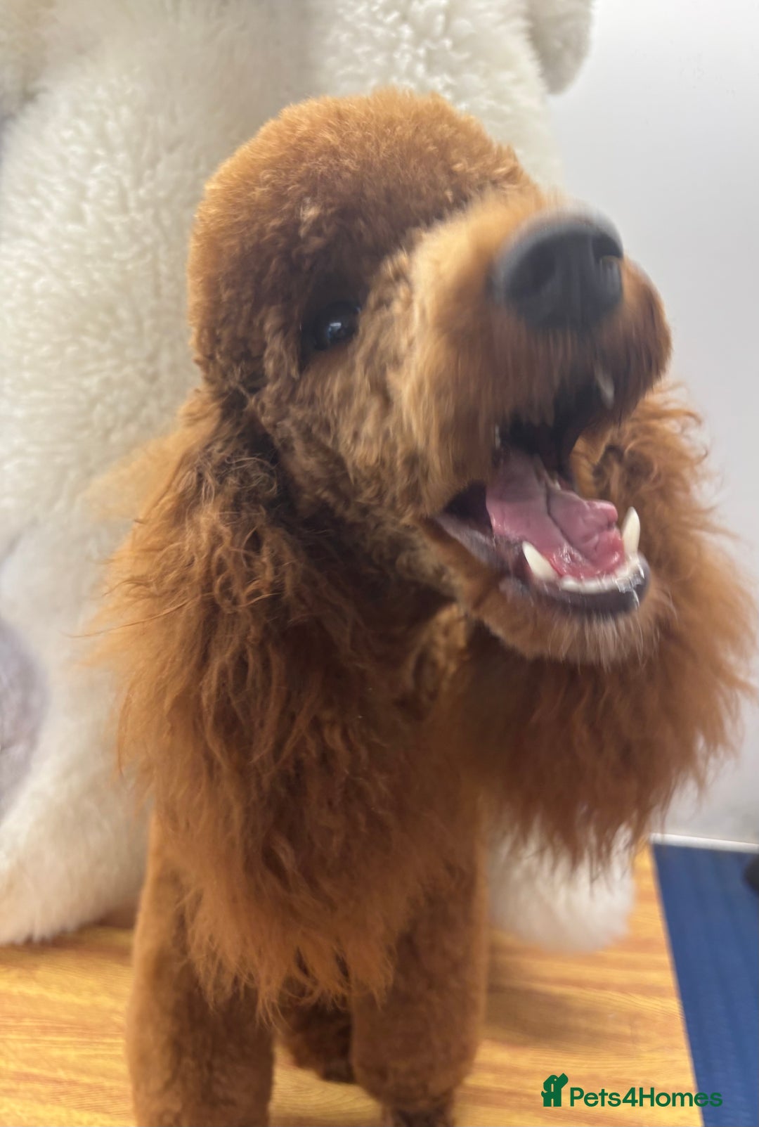 Miniature Poodle dogs for sale: Beautiful deep red  - Image 2