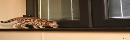 Bengal cats for sale: Registered pedigree bengal kittens - Advert 24