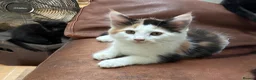 Maine Coon cats for sale: Wednesday is still looking for her forever home  - Advert 21