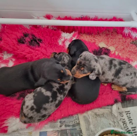 Miniature Dachshund dogs - Advert 2