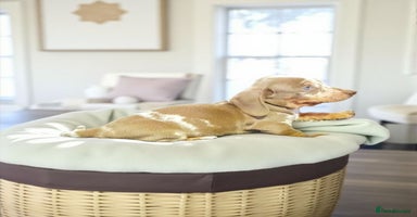 Miniature Dachshund dogs - Advert 5