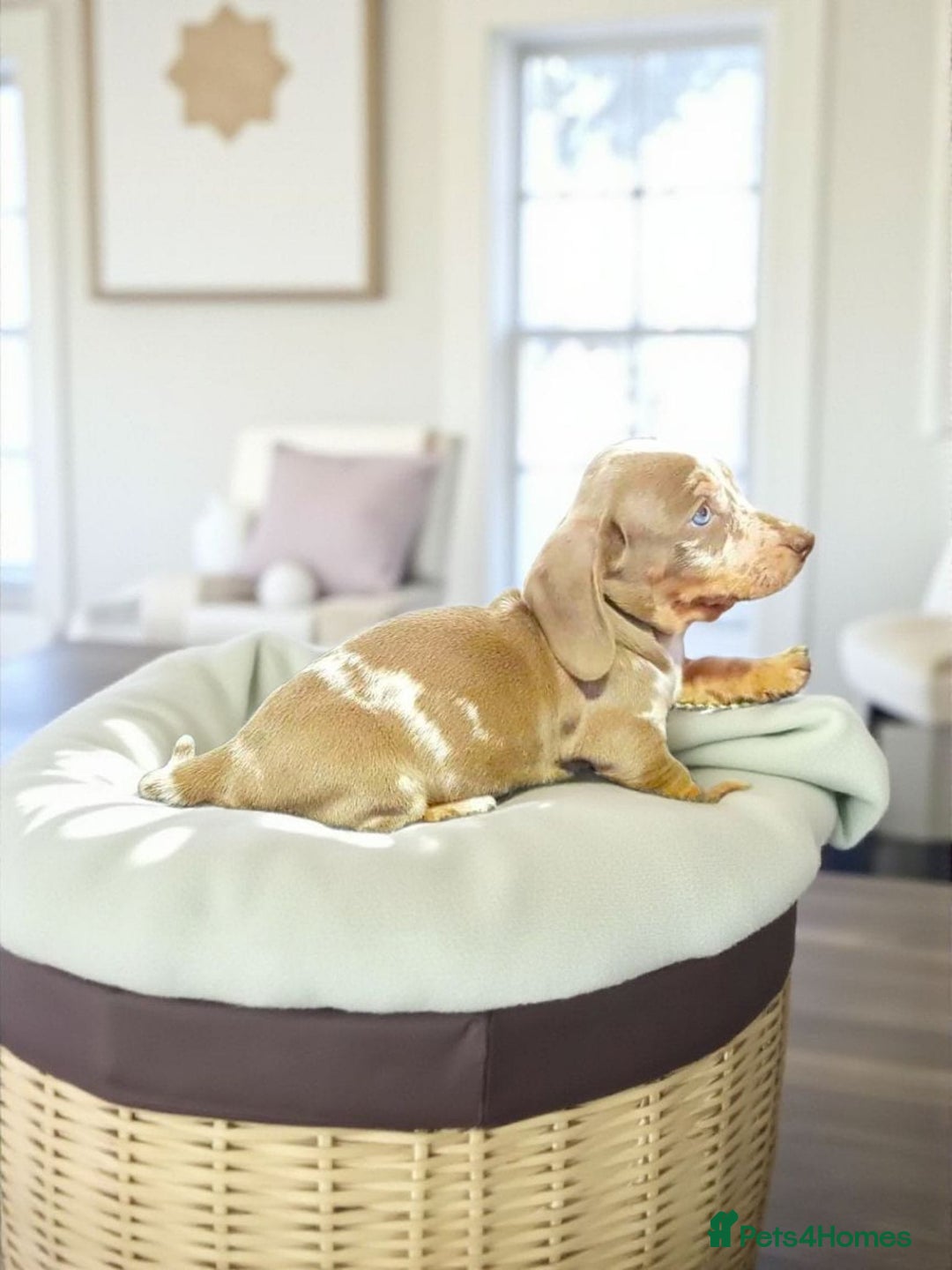 Miniature Dachshund dogs for sale: STUNNING MINIATURE ISABELLA DAPPLE PUPS AVAILABLE  - Image 3