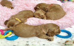 Cocker Spaniel dogs for sale: Top Quality KC Show Cockers FN PRCD-PRA CLEAR - Image 25