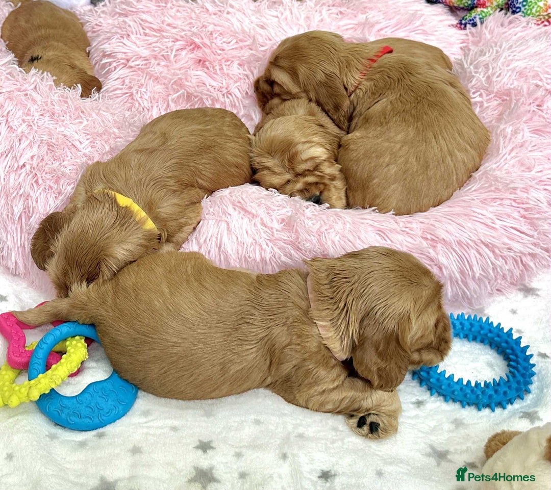 Cocker Spaniel dogs for sale: Top Quality KC Show Cockers FN PRCD-PRA CLEAR - Image 25