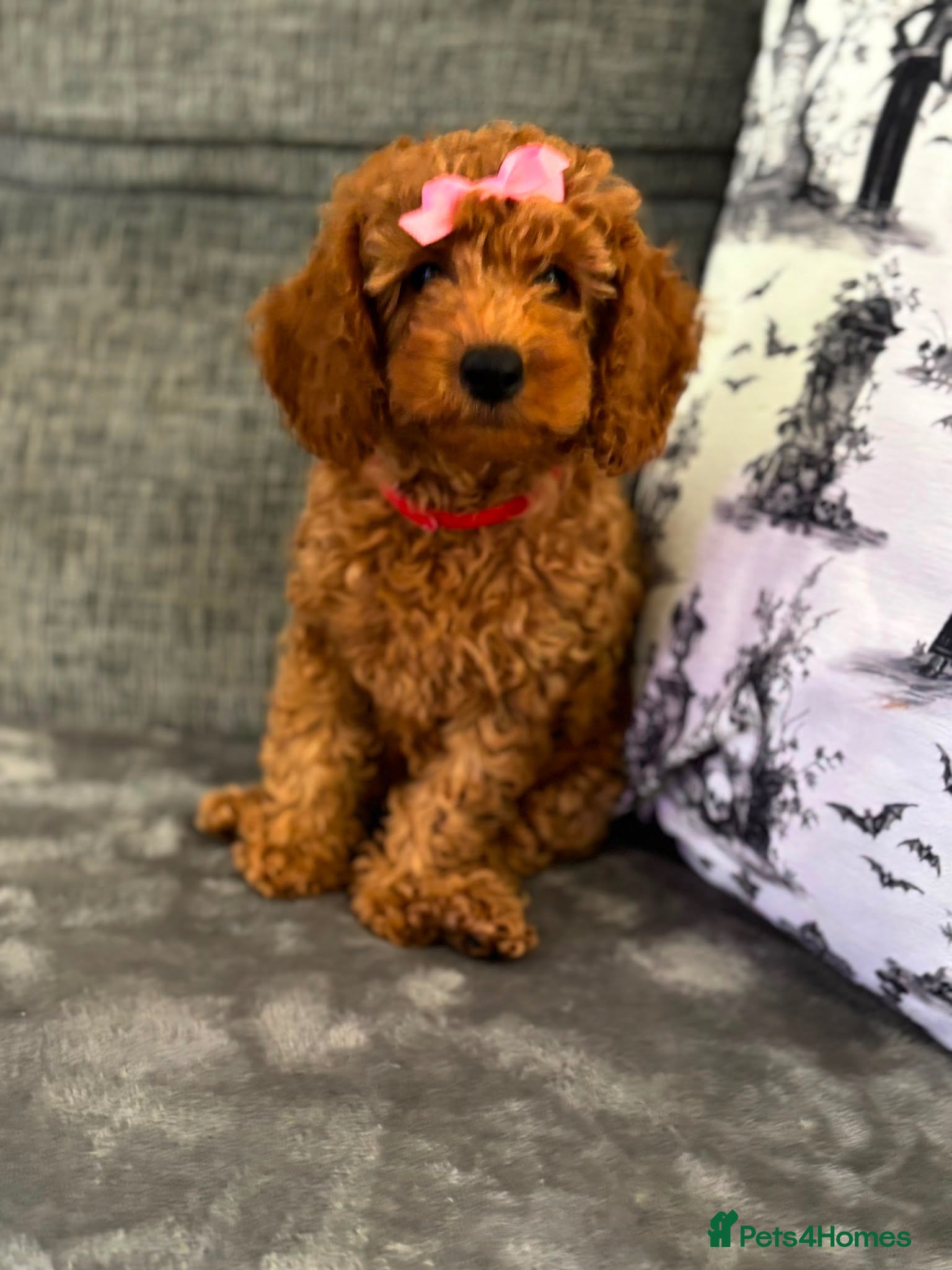 Miniature Poodle dogs Red Poodles puppies (Miniature) - Advert 2